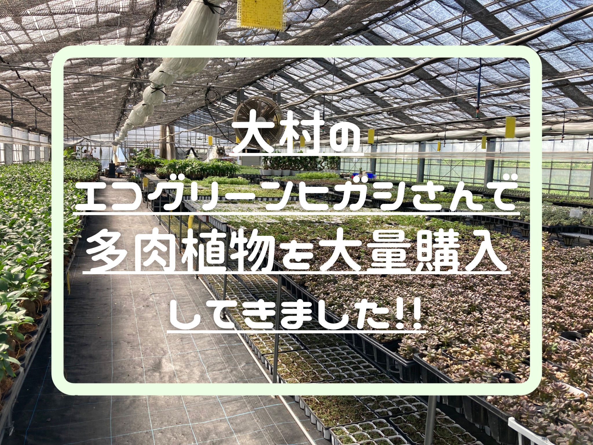 大村のエコグリーンヒガシさんで多肉植物を大量購入してきました あやぱんブログ